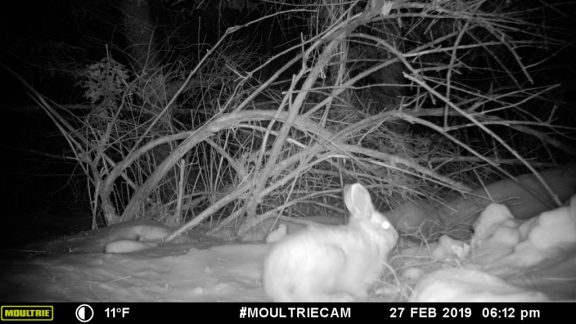 Snowshoe Hare (Lepus americanus)