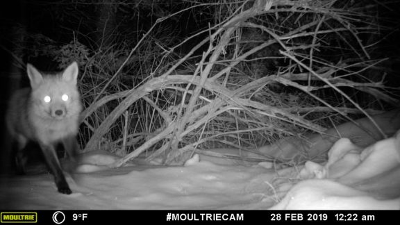 Red Fox (Vulpes vulpes)